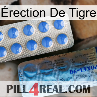 Érection De Tigre 40